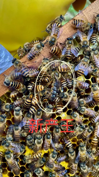广东本地中蜂土蜂养殖新产王 强群