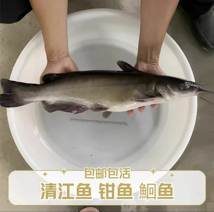 正宗清江鮰鱼 斑点叉尾鮰鱼 钳鱼 淡水养殖可食用 水族活体
