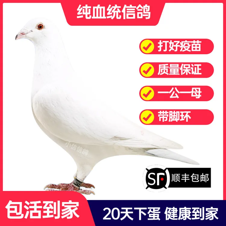 纯白鸽子活一对成绩鸽信鸽赛鸽鸽子原配种鸽小鸽活体幼鸽血统鸽