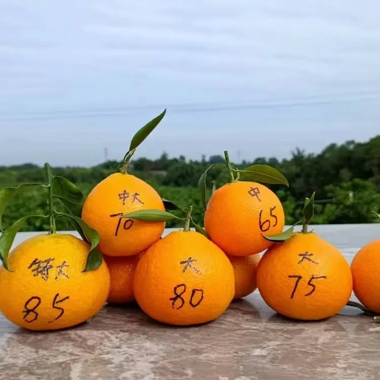产区甜橙新鲜采摘香甜多汁手拨橙橙子正宗水果当季热卖瓜果四川