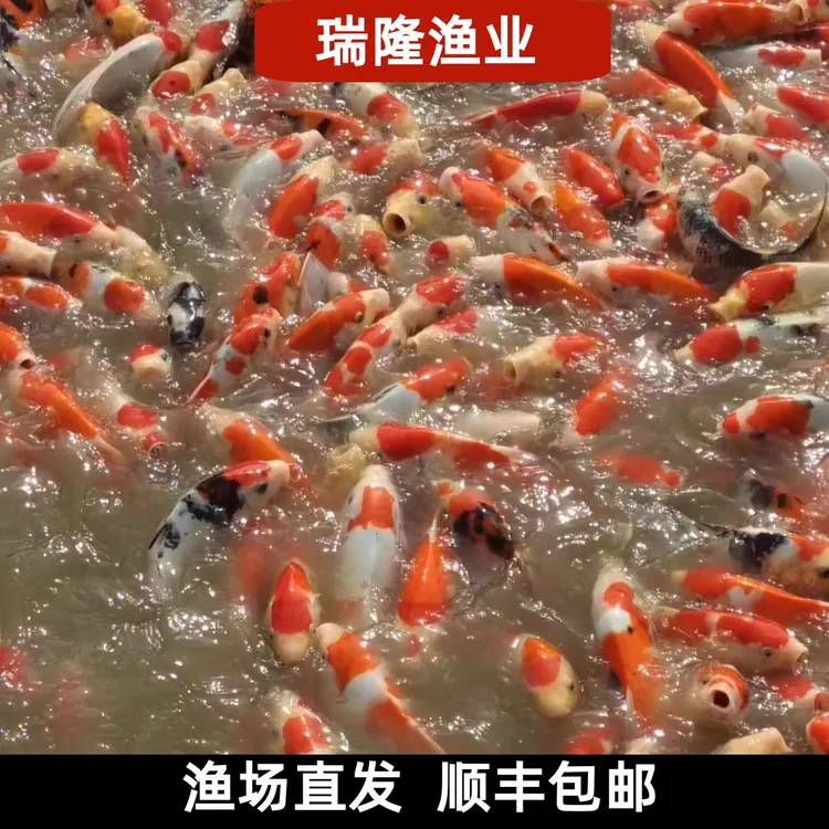 【瑞隆】红白鱼苗锦鲤5cm-15cm小型好养活观赏淡水鱼（随机发货）
