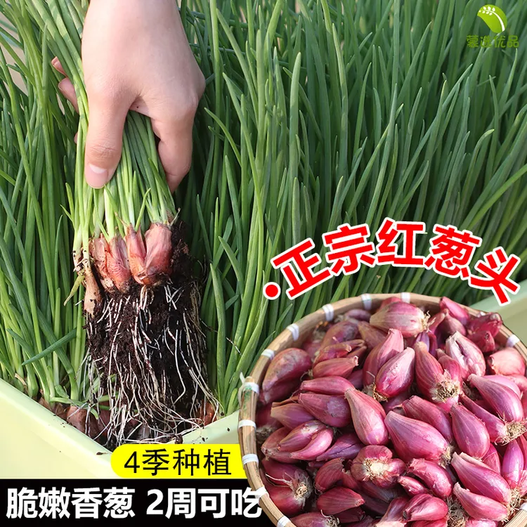 四川新鲜红葱头种子可种植适合阳台盆栽四季生长的小香葱头火葱头