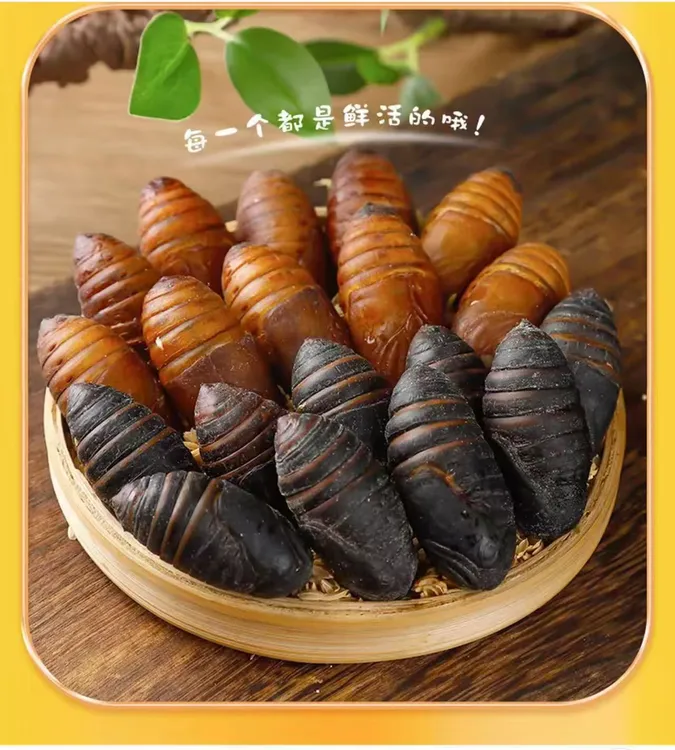 包邮东北特产柞树蛹现割现发鲜活到家营养高蛋白老少皆宜蚕蛹