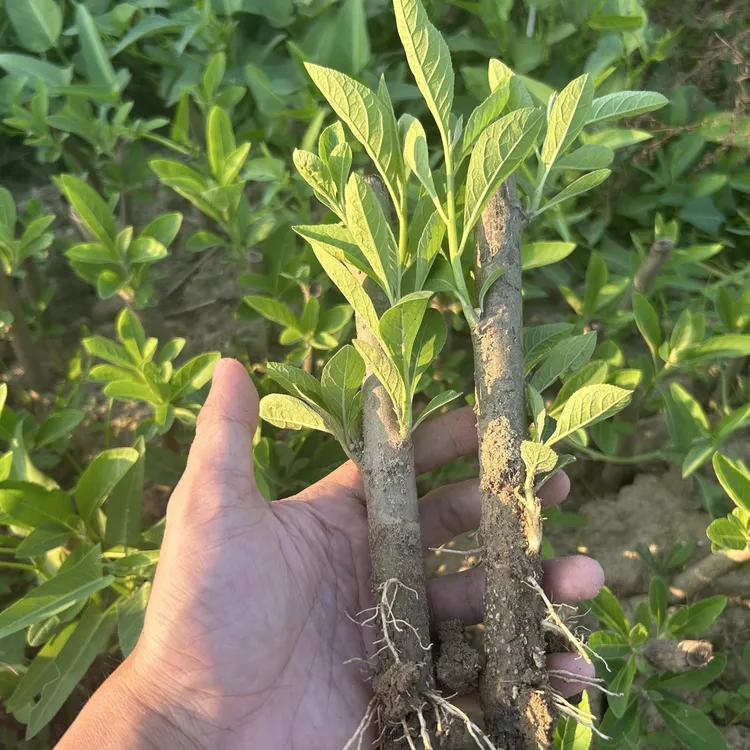 南非叶苗庭院阳台盆栽植物绿叶可泡水易成活现挖发货热带观赏树苗