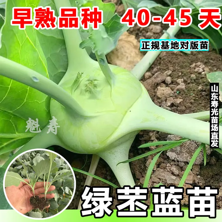 菜苗秧苗苤蓝蔬菜苗早熟型大果高产青苤蓝苗带土发货花盆田园皆可
