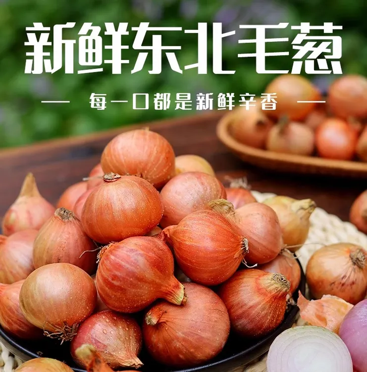 【丰美】东北特产正宗笨毛葱新鲜生吃凉拌产地直助农农产品干货
