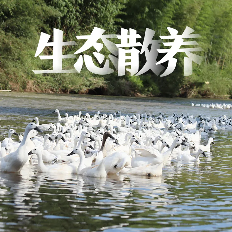 【桃桃居专属】生态散养日龄300天连城白鸭