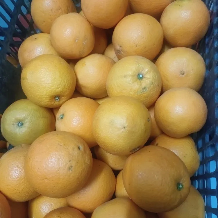 正宗湖南脐橙信丰脐橙农家甜橙子现摘新鲜水果产地直发5斤9斤