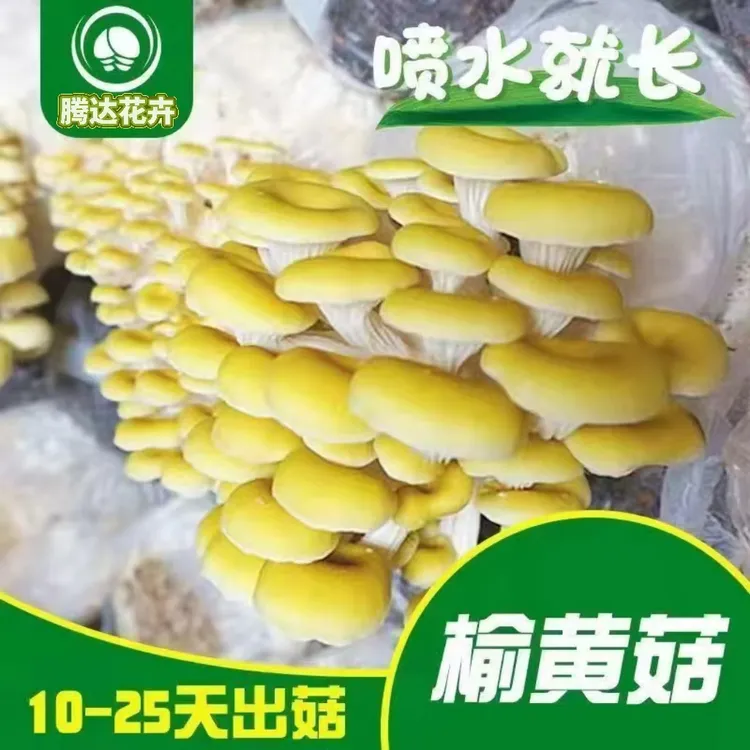 榆黄菇散装商业蘑菇菌