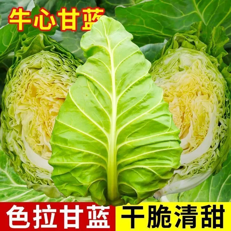 露天牛心菜新鲜牛心包包菜尖头包心菜自种甘蓝卷心菜尖头菜现摘