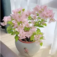 三角梅一棵（品种不指定）