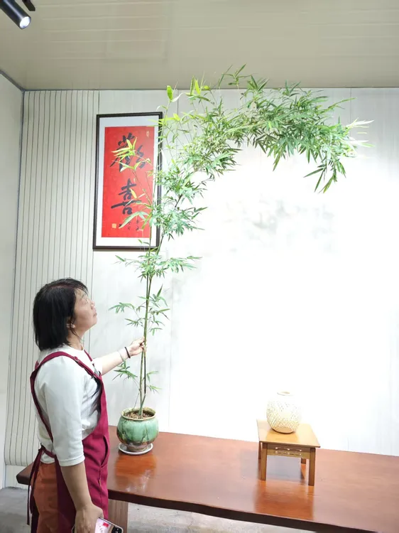 红观音竹竹子盆景室内外绿植南方北方都好养小叶簕竹