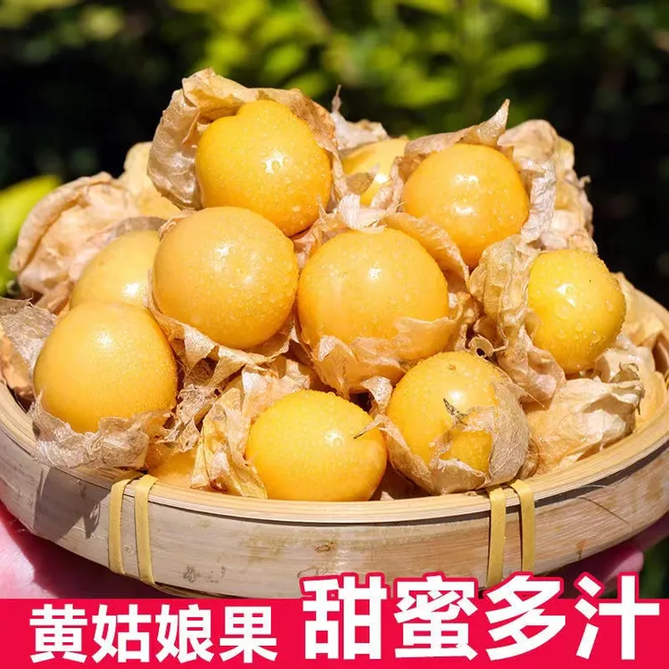 【菇娘果种子】奶香味东北灯笼果水果种子四季结果粒粒甜