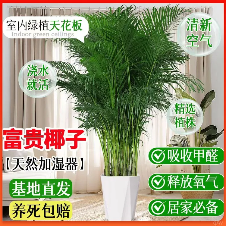正宗富贵椰子大型散尾葵绿植盆栽办公室内净化空气防辐射室内绿植