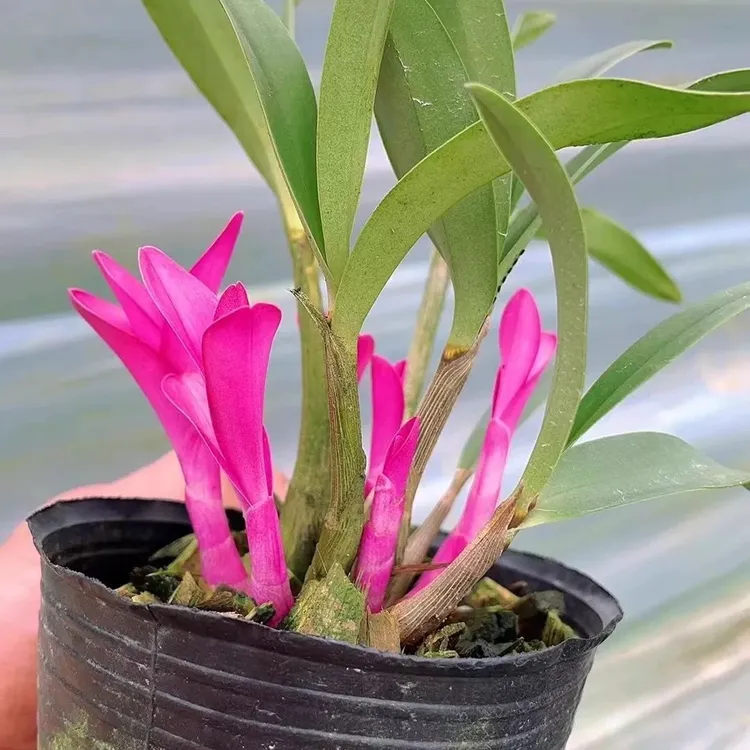 七彩香水石斛兰冬季开花浓香型水培室内绿植花卉四季好养净化空气