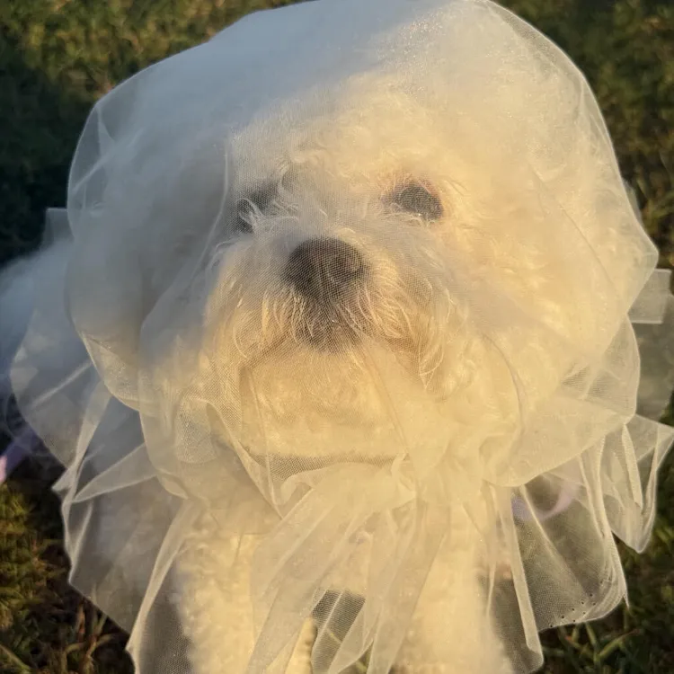 狗狗防乱吃头套舒适透气小中大型犬专用嘴套防咬人误食防舔网套