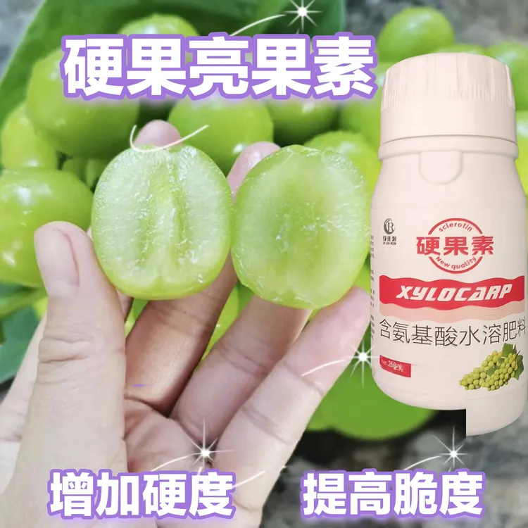 阳光玫瑰葡萄硬果亮果素硬果不软果耐储存耐运卖相靓果补钙膨果素