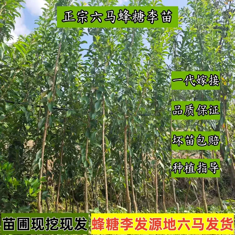 贵州六马弄袍村李子蜂糖李果树一代嫁接苗桃树苗