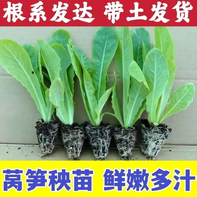 青皮青肉莴笋秧苗红皮莴笋苗带土发货莴苣幼苗新鲜冬季蔬菜秧苗