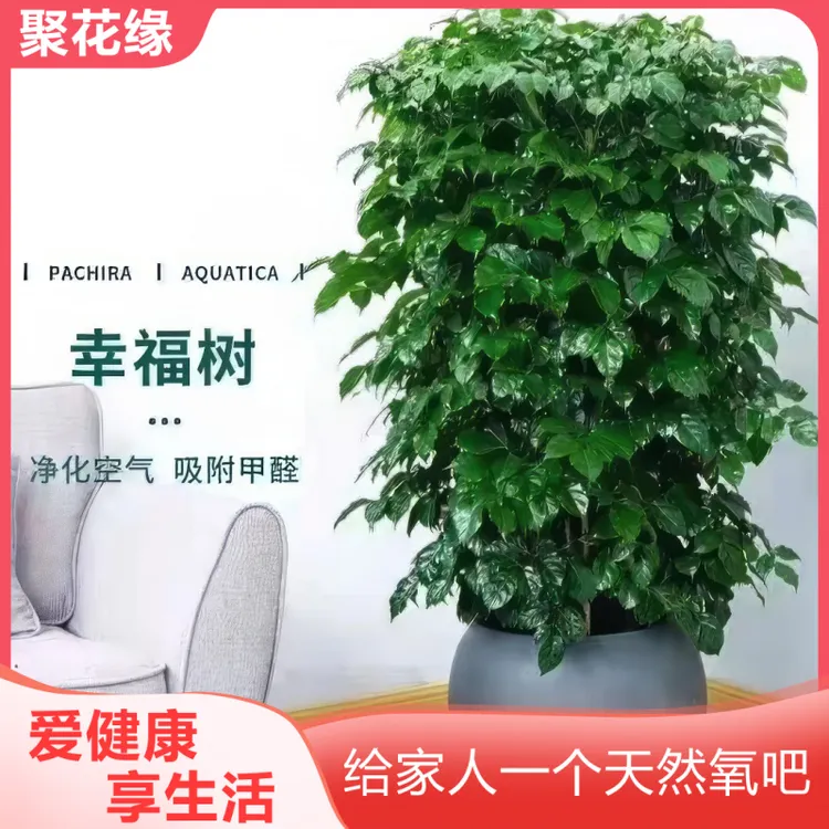 幸福树盆栽客厅花卉绿植室内办公室植物落地大型绿宝树老桩平安树