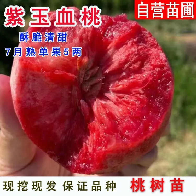 嫁接紫玉血桃树苗早熟南方北方种植红肉桃苗庭院盆栽地栽果树果苗