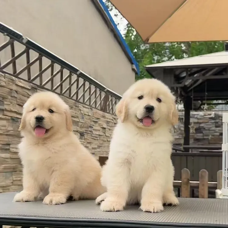 【丹姐家的萌宠】精品幼犬宠物勾股直播间可挑选