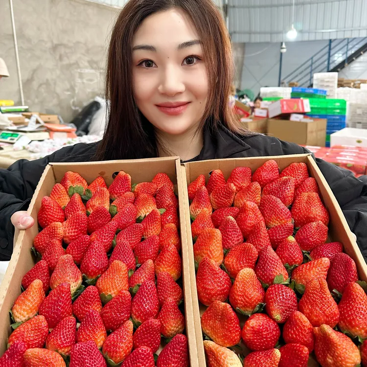 （顺丰）四川露天奶油草莓3/5斤净重当季新鲜水果新鲜采摘香甜浓郁