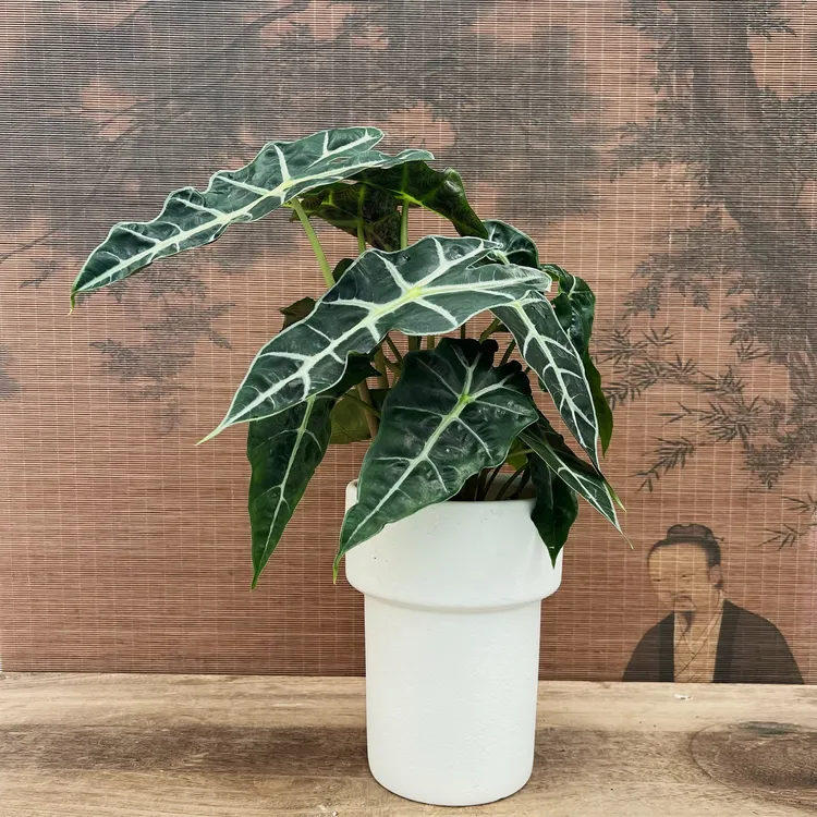 大仙女海芋竹芋盆栽室内水培植物净化空气好养花卉绿植