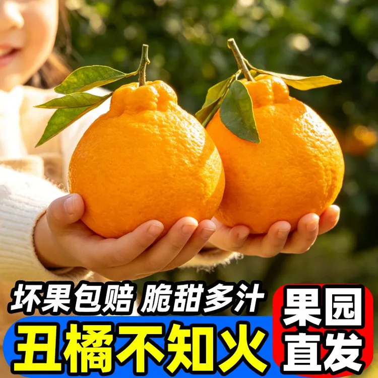 【四川助农】正宗不知火丑橘丑八怪产地直发带新鲜水果橘子爆汁SW商品图