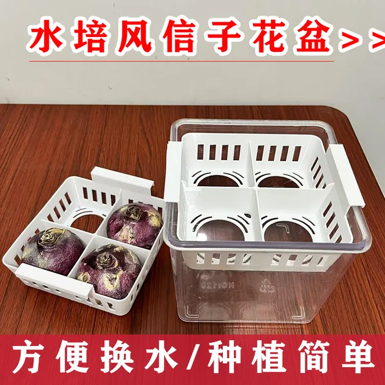 水培风信子花盆带定植篮新手适用方便换水玻璃水养器皿大号郁金香