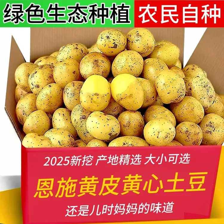 2025新挖【正宗恩施黄心小土豆】高山露天农家新鲜小土豆洋芋马铃薯