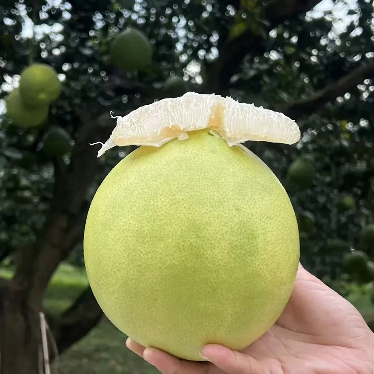 广西蜜柚中大果多汁甜蜜当季新鲜水果