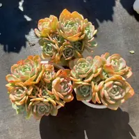 2王小二白月光 全店多肉任意拍满2单发货 拍满5单送一包吡虫啉