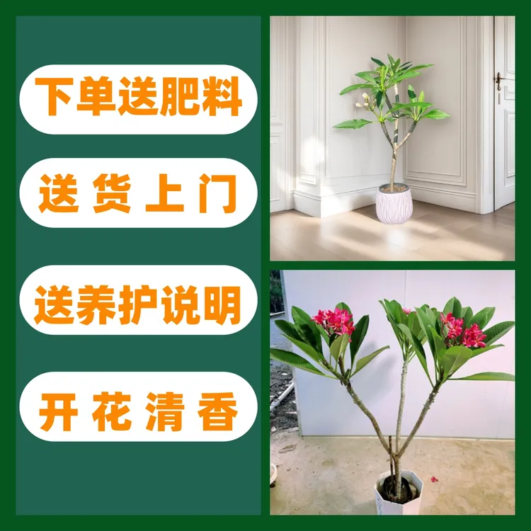 鸡蛋花红花黄花盆栽好养开花清香枝条粗壮好看北方阳台庭院