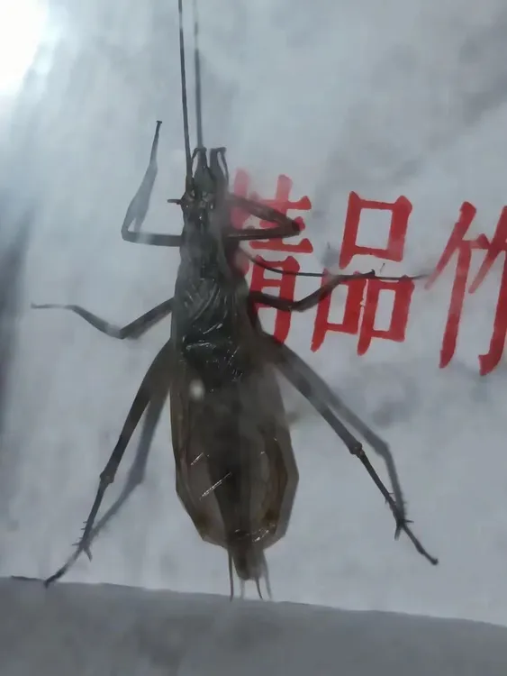 甘肃天水黑竹蛉，个头超大，叫的相当好，地板足，