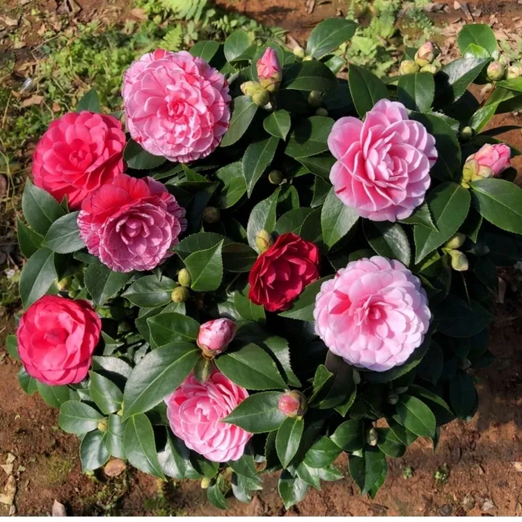 【京东快递发货】山茶花树苗盆栽好养植物五色赤丹山茶花苗四季开花