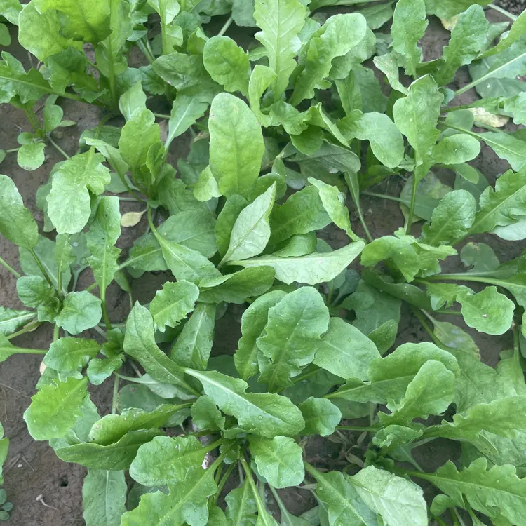 河南周口农家种植荠荠菜现挖现发鲜嫩蒸菜