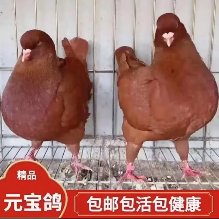 纯种正宗元宝鸽公母一对特大活体青年观赏鸽子幼鸽家养宠物鸽鸽粮