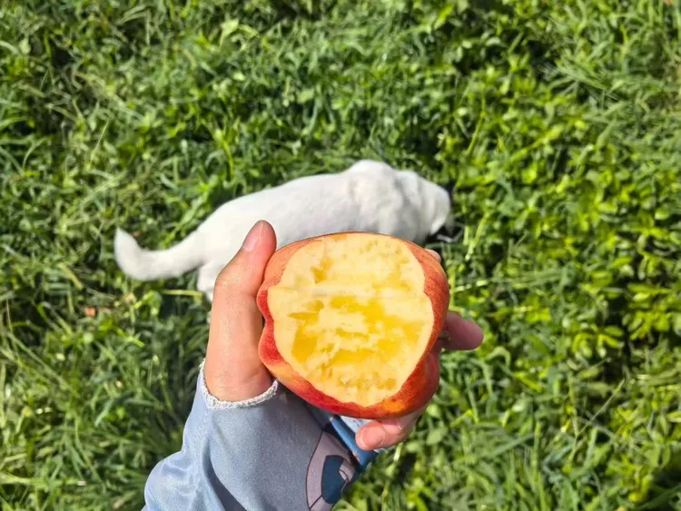 云南高山丑苹果新鲜采摘脆甜多汁无酸