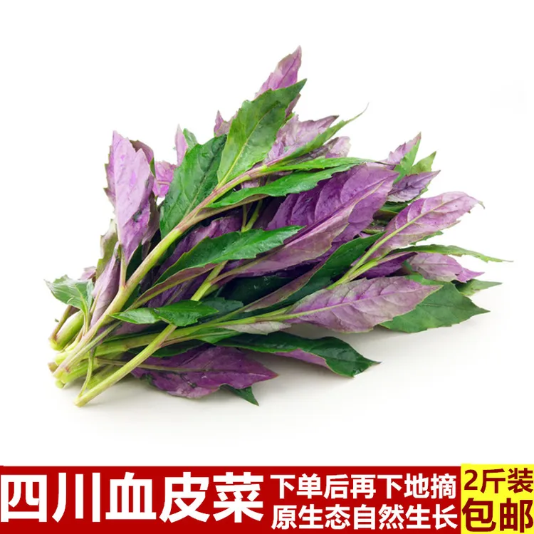 【顺丰包邮】四川血皮菜新鲜紫背天葵观音发菜嫩尖时令蔬菜2/3/5斤