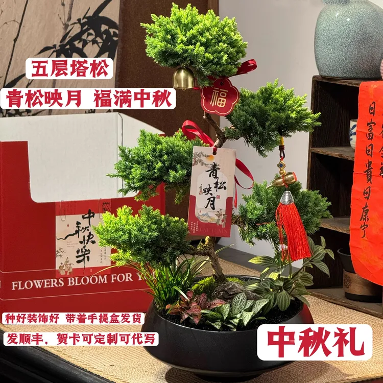 顺丰包邮五层塔松盆栽中秋节祝寿乔迁新居开业礼物松树盆景室内