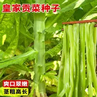 【满五包包邮】宫廷贡菜种子山蛰菜响菜苔菜四季耐热抗寒蔬菜种籽