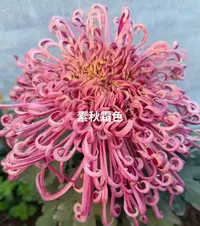 【素秋霜色】大花富贵菊九月菊花苗盆栽适合室内外花开好看