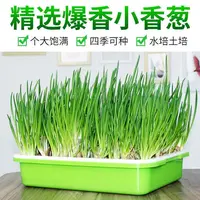 【送盆+土】四季小香葱苗葱种小葱种籽红葱头红头阳台蔬菜盆栽火葱