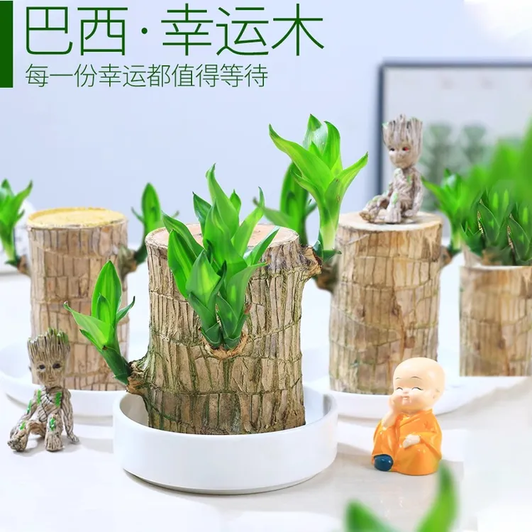 【寓意好幸运木】高品质巴西木水培植物桌面绿植盆栽水养办公室摆件