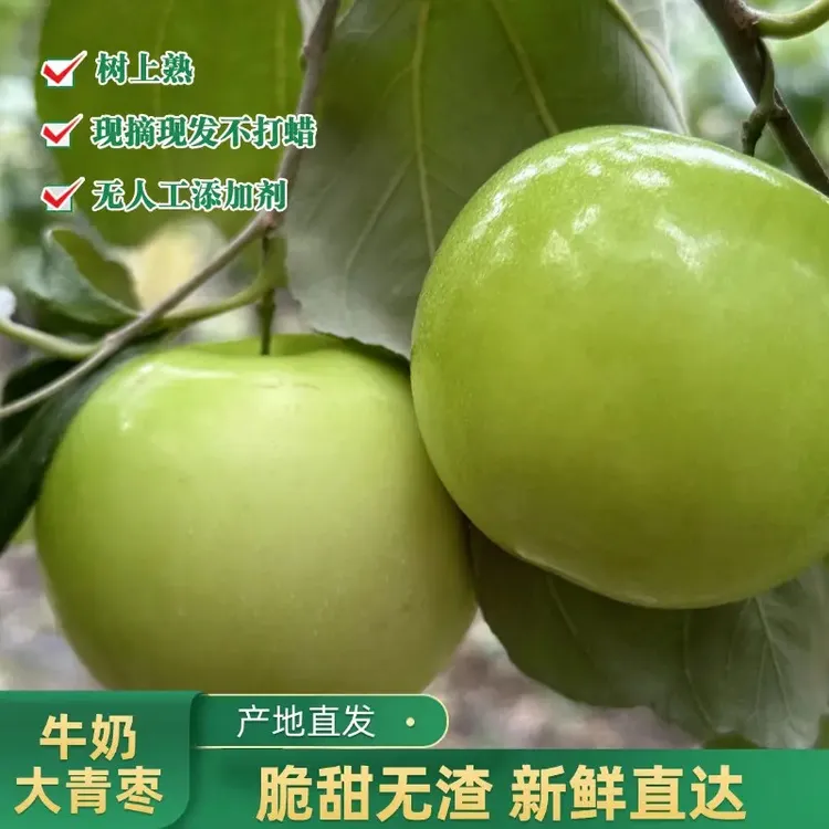 正宗贵妃枣牛奶大青枣台湾青枣脆甜水果新鲜应季贵妃蜜枣非苹果枣