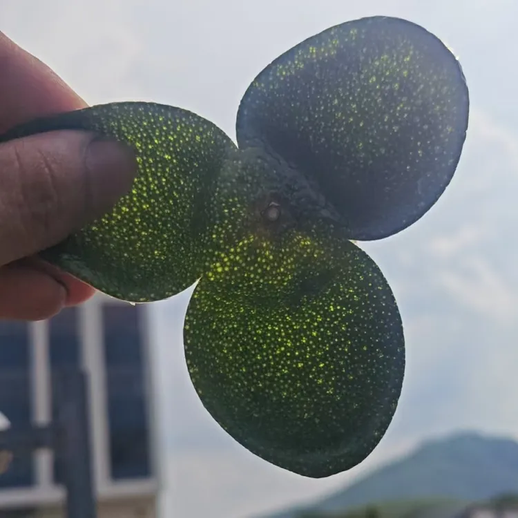 (拍5斤发6斤)天马2025年大青皮天然生晒