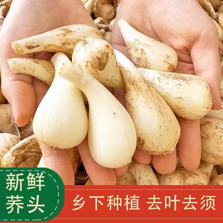 藠头新鲜现挖去叶去须叫头荞头江西农家种植应季时令蔬菜