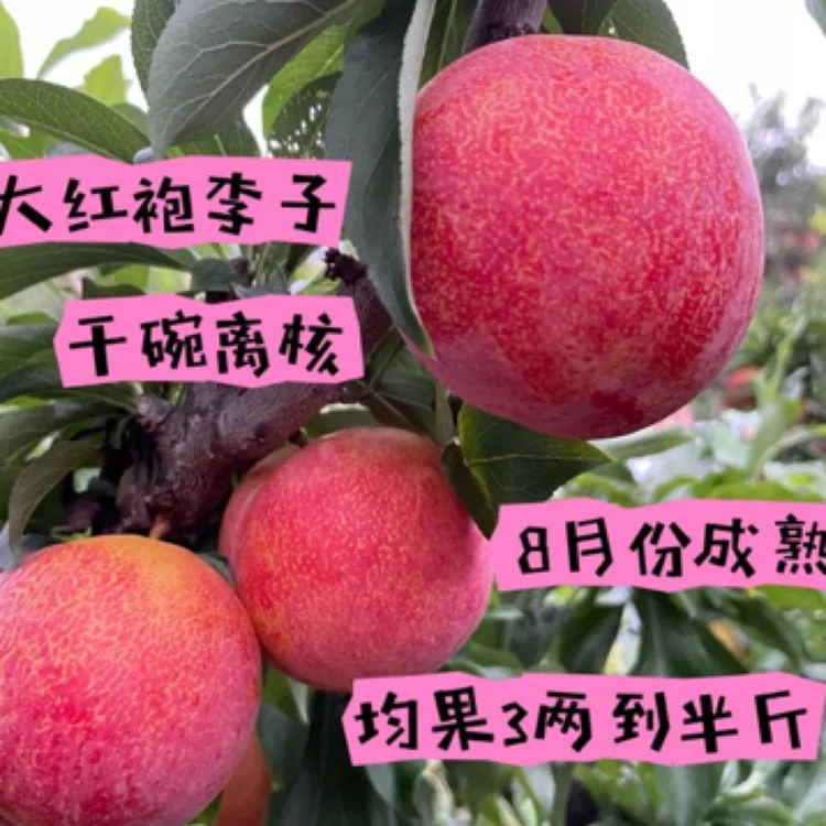 大红袍李子苗，南北方都可以结果，口感甜，离核品种