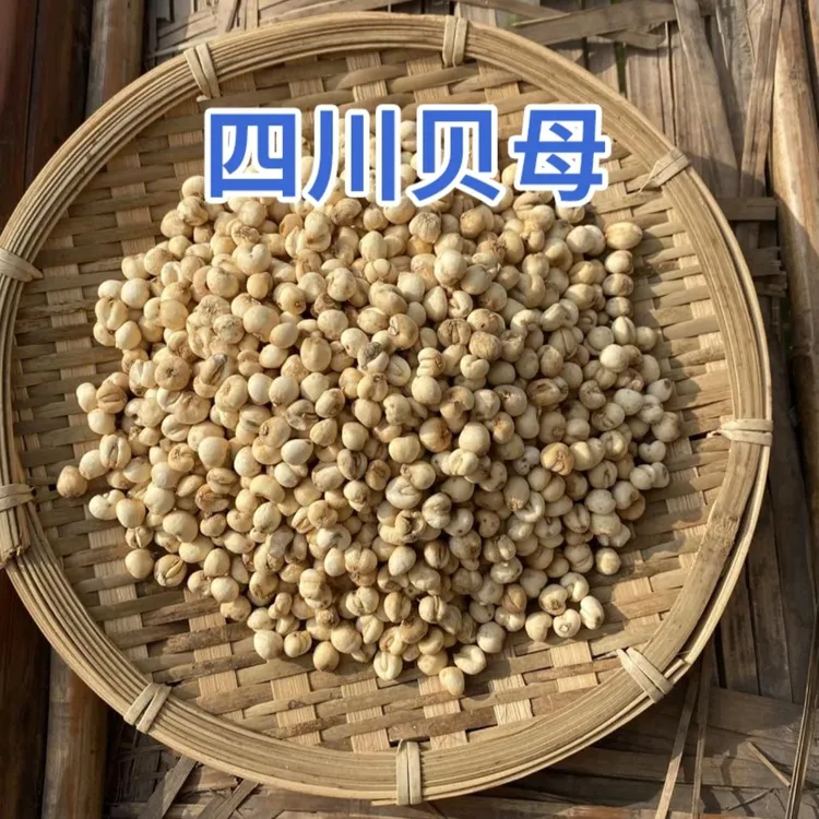 四川阿坝州高原野生川贝川贝母中药无硫颗粒产地直销川贝可打粉